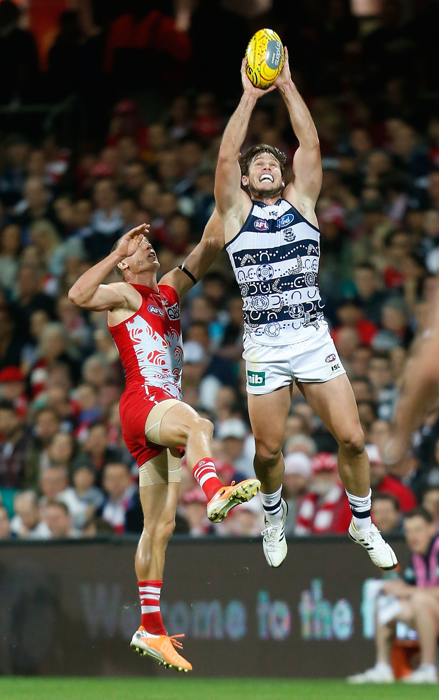 Cats Indigenous guernsey